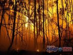 Tiga Hektare Lahan Di Lereng Gunung Ciremai Majalengka Hangus Terbakar