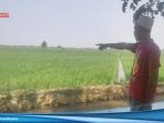 Masuk Musim Tanam, Petani Desa Rangdumulya Keluhkan Kelangkaan Pupuk Bersubsidi