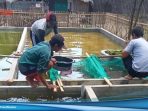 Budidaya Ikan Hias di Karawang Jadi Keuntungan di Tengah Pandemi Corona