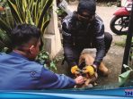 Dua Bulan Seekor Anjing Ditinggal Pemiliknya di Rumah Kontrakan, Berhasil Diselamatkan Damkar Karawang