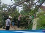 Batang Pohon Tumbang Halangi Jalan, Bhabinkamtibmas Bersinergi Dengan Babinsa serta Kades Gintungkerta Sigap Bantu Evakuasi
